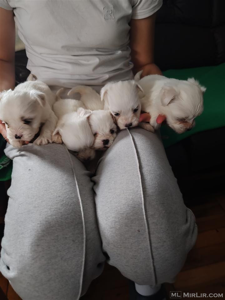 Mini maltezeri