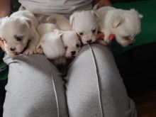 Mini maltezeri