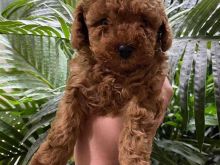Toy Poodle
