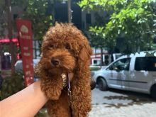 Toy Poodle