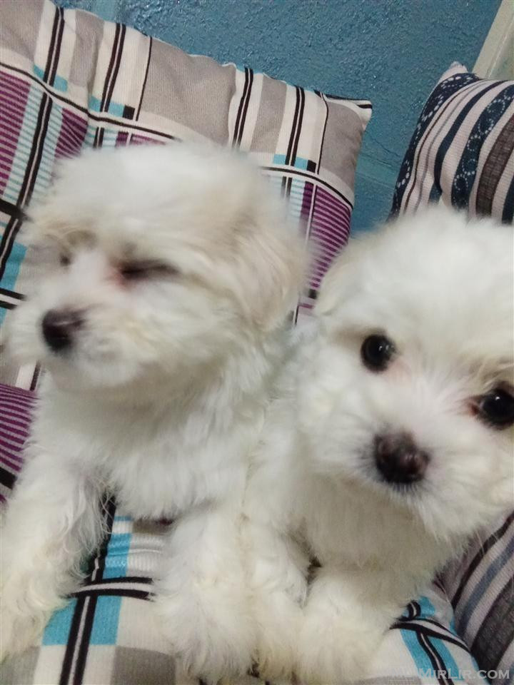 Mini maltezer