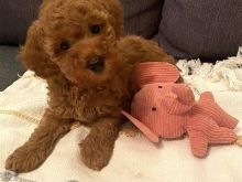 Toy Poodle