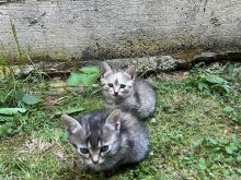 3 mace 2,5 muajshe per adoptim