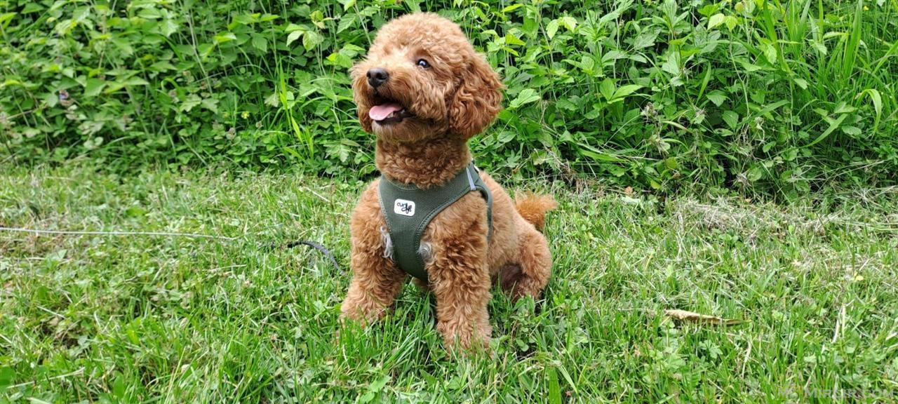 Poodle toy