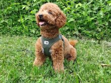 Poodle toy
