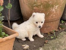 mini spitz pomerian