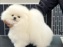 Pomeranian Boo