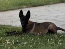 Belg Malinois