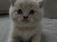 brittish shorthair
