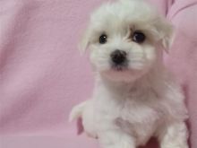 Mini maltezer