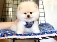 Pomeranian boo Tirane