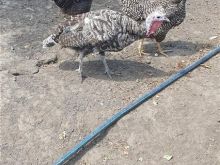 Shiten Qurat