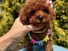 Toy Poodle