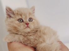 British longhair crem