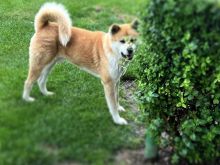 AKITA dog