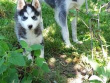 husky 