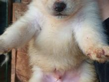 Akita inu