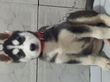 Husky