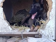 Pastor belg malinois