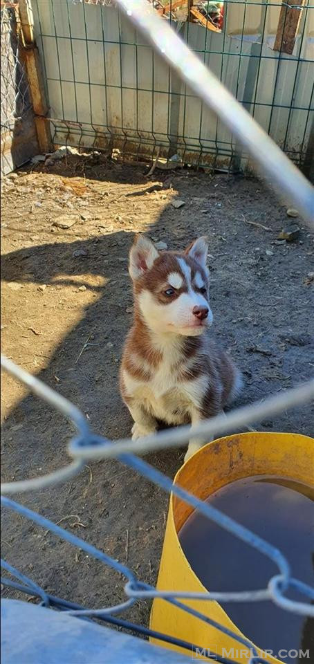 Hasky
