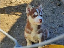 Hasky