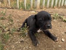 Shitet pitbull klysh 1 muj mashkull