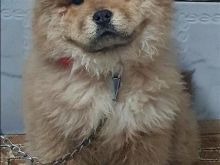 chow chow