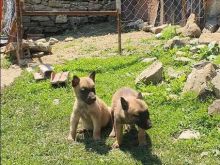 Pastor belg malinois