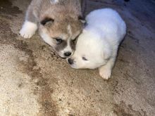 Akita