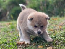 Akita inu
