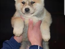 Akita