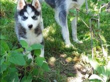 Hasky