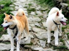 Akita inu
