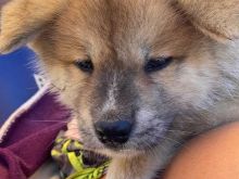 Akita