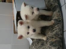 Akita inu