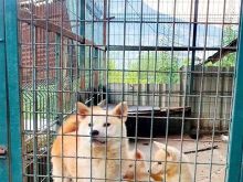 Akit