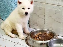 Akita