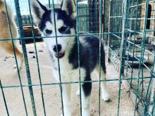 kelysh husky