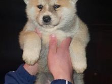 Akita inu
