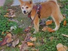 Akita
