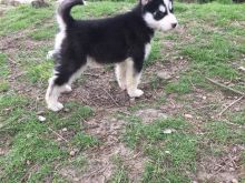 kelysh hasky