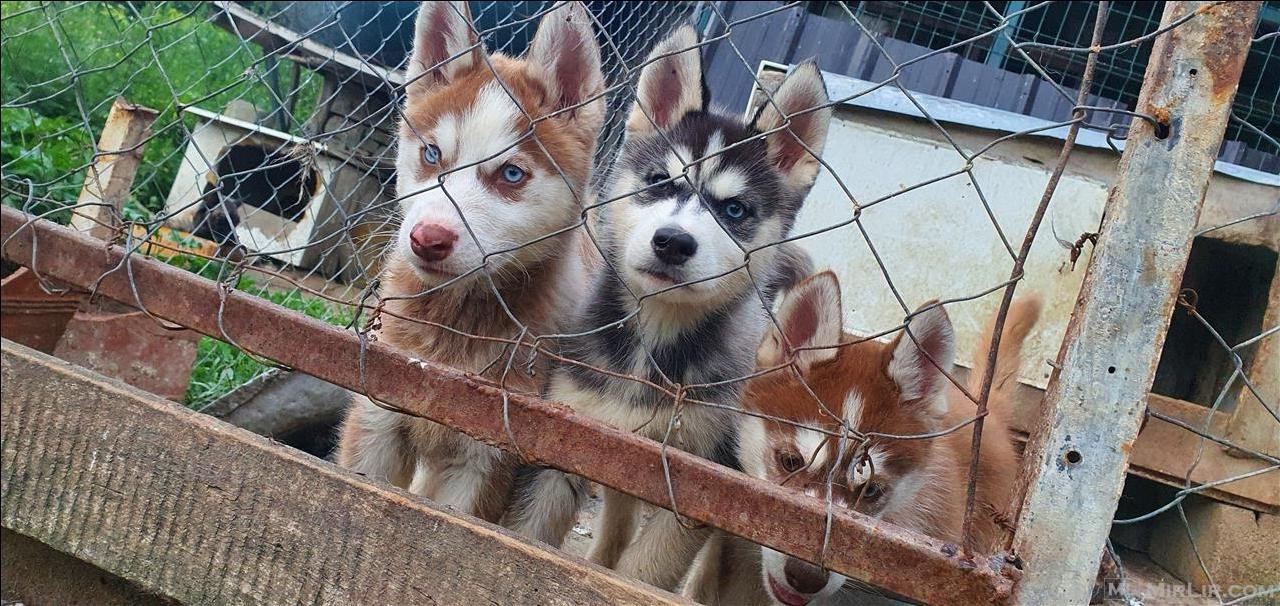 Hasky