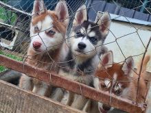 Hasky