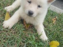 Akita