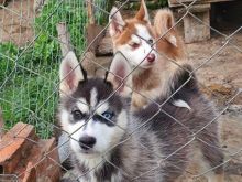 hasky