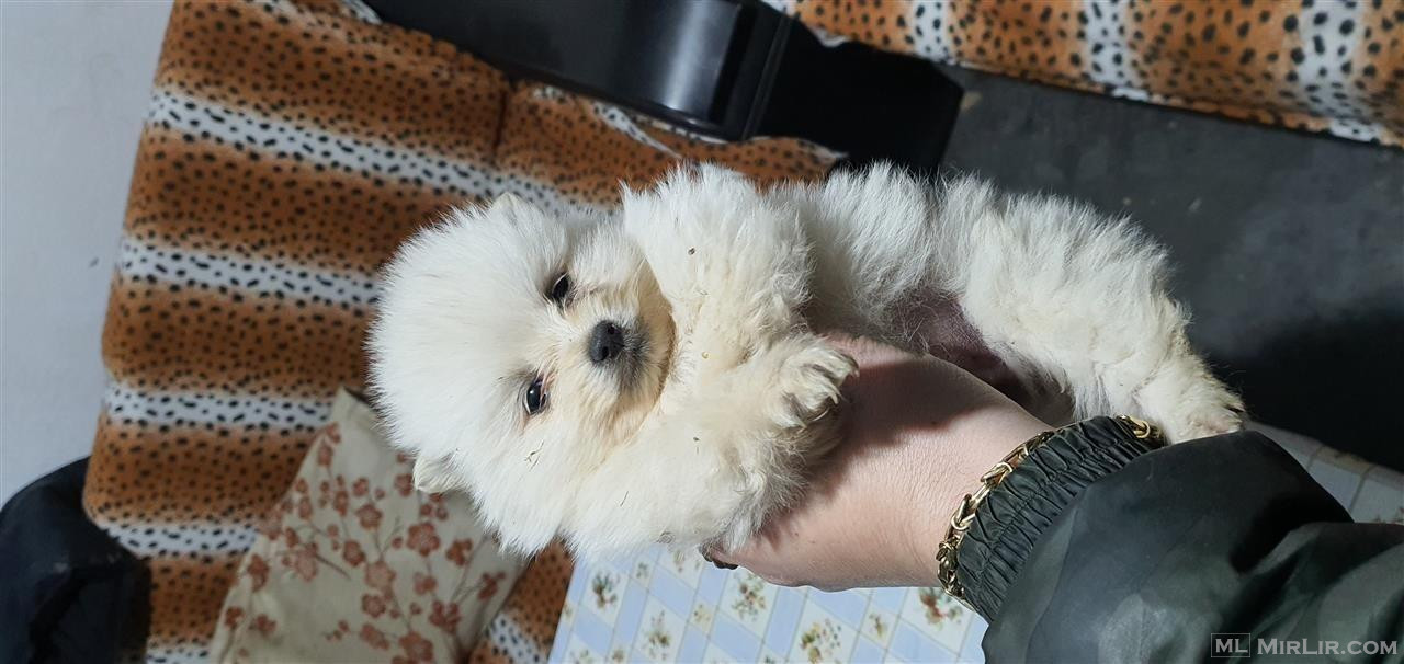 Mini spitz 