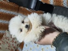 Mini spitz 