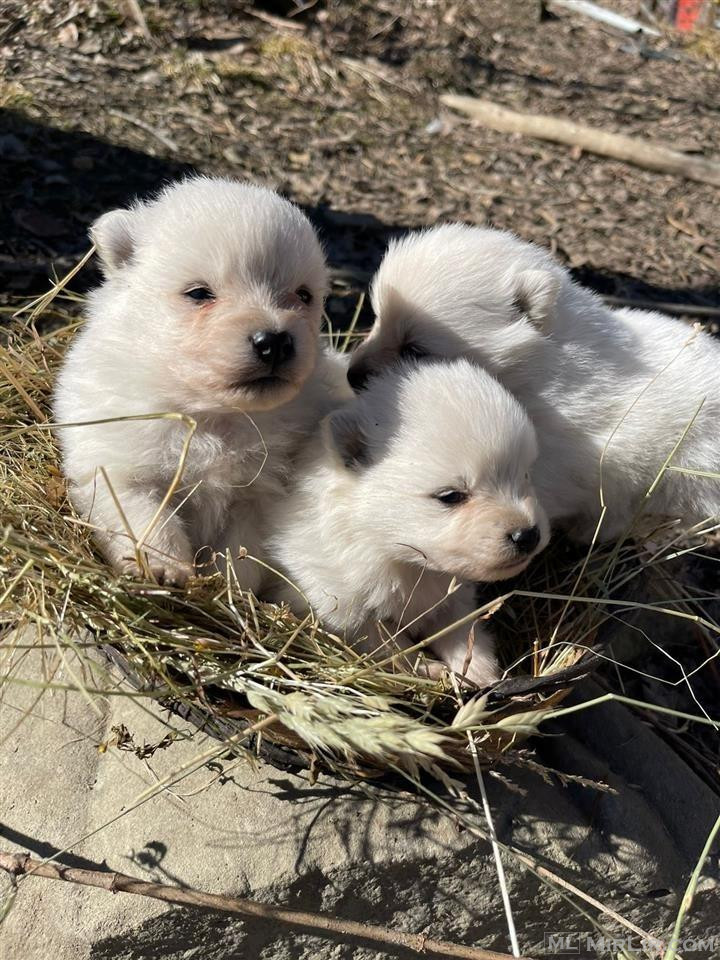 mini spitz