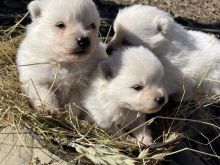 mini spitz