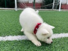 Akita